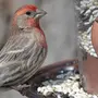 Вьюрковые Птицы