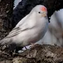 Вьюрковые Птицы