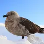 Птицы антарктиды