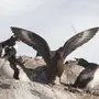 Птицы антарктиды