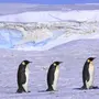 Категория Антарктида