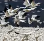 Много птиц