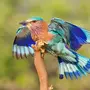 Птица ракша