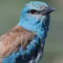 Птица ракша