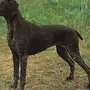 Легавая собака
