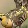 Рябок птица