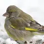 Зеленушка птица зимой