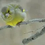 Зеленушка Птица Зимой
