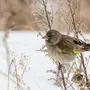 Зеленушка птица зимой
