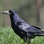 Грач птица крупно