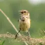 Пичуга птица