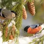 Зимующие лесные птицы