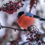 Зимующие Лесные Птицы