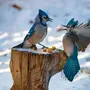 Зимующие лесные птицы