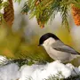 Зимующие Лесные Птицы
