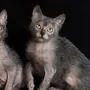 Порода кошек ликой