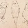 Рисовка Птица