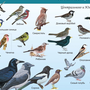 Весенние птицы с названиями