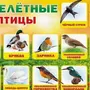 Весенние птицы с названиями