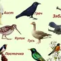 Весенние Птицы С Названиями