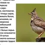 Категория Птицы