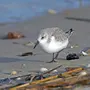 Птица песочник