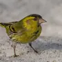 Чиж птица зимой