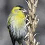Чиж птица зимой