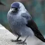 Галки птицы крупным планом