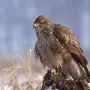 Хищные птицы томской области с названиями