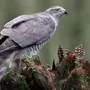 Хищные птицы средней полосы