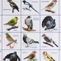 Зимующие птицы тюменской области