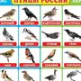 Зимующие Птицы Тюменской Области