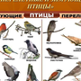 Зимующие птицы ставропольского края