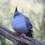 Толстая птица