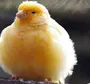 Толстая Птица