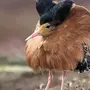 Толстая птица