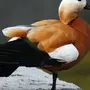 Птица Огарь