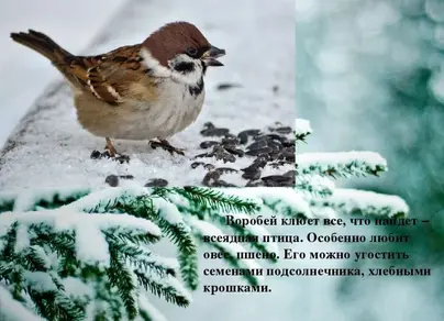 Птицы иркутской области с названиями зимующие