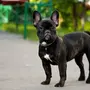 Собака французский бульдог