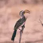 Птицы саванны