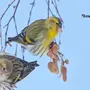 Чиж птицы самец и самка
