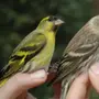 Чиж птицы самец и самка