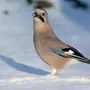 Сойки Птицы Крупным Планом Зимой