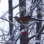 Сойки птицы крупным планом зимой