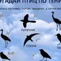 Перелетные Птицы
