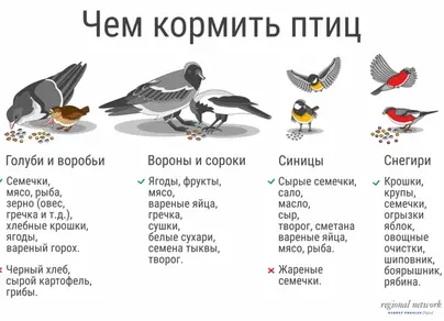 Что едят птицы