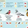 Что Едят Птицы