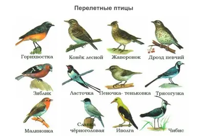 Птицы республики коми и названия