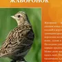 Птицы Республики Коми И Названия
